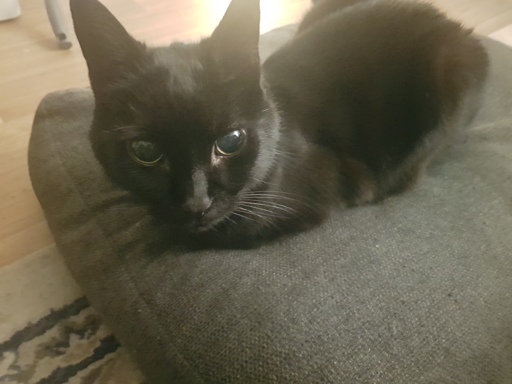 A black cat on a cushion looking at the camera. 