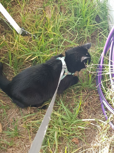 A black cat wearing a blue-green harness attentively looking at small lizards in the grass. 