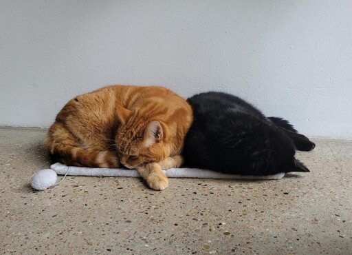 2 cats laying on a small blanket filling it entirely. The left one is red and has has nose tucked into his stomach. The right one is black and laying on her head. 