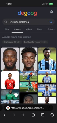 A screenshot of an image search performed with the degoog search engine aggregator. The search term is “Pinstripe Calathea”. All the results show images of a black man smiling and wearing sports attire.