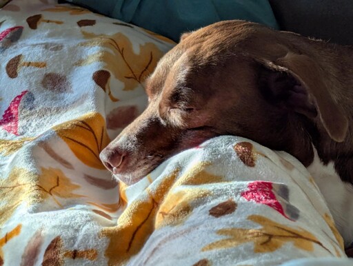 I heard we were posting non-ai pics of our dogs. Meet Bean